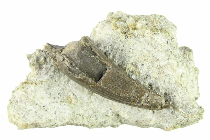 Fossil Crocodyliform (Goniopholidid) Tooth - Colorado #296688